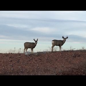 Meet your Posher, Deborah